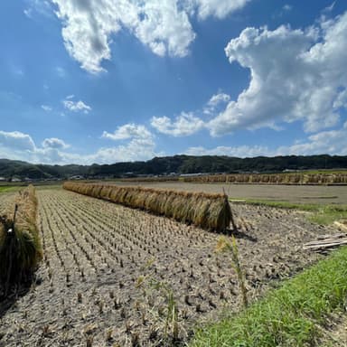 2023年の稲刈り始まっております！そろそろ折り返し地点??