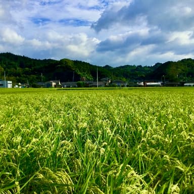 ササニシキの奇跡