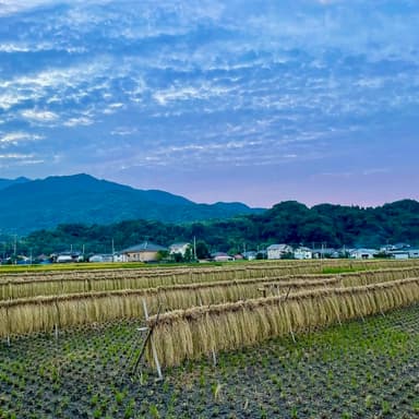 お米の発送、大変申しわけないのですが、まだまだお待ち頂くかもしれません。