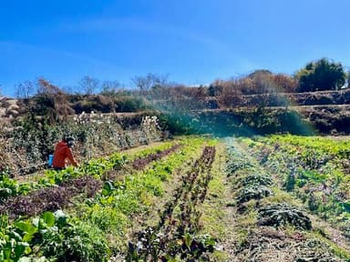 私たちも野菜セットのネット販売を始めました。
