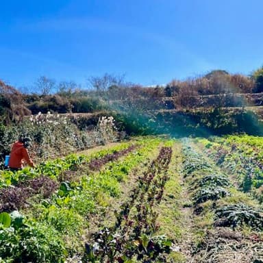 私たちも野菜セットのネット販売を始めました。