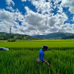今年の新米の予約販売、2025年産のお米について