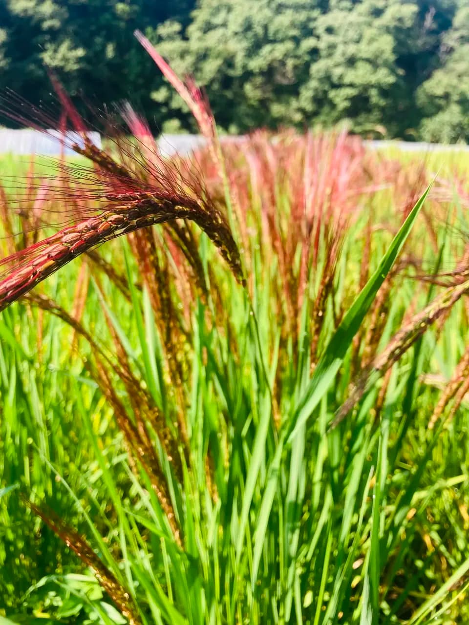 無肥料・農薬不使用の天日干し＜古代米3種ミックス 黒米/赤米/緑米＞鳥取・大山の冬期湛水不耕起で手植え手刈りのお米