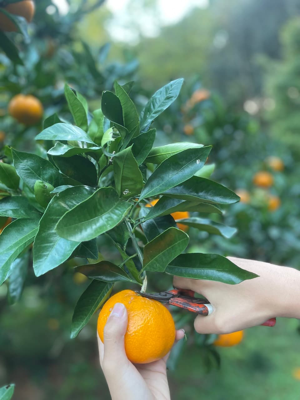 農薬不使用八女茶で育てた濃厚なやまんたみかん5kg