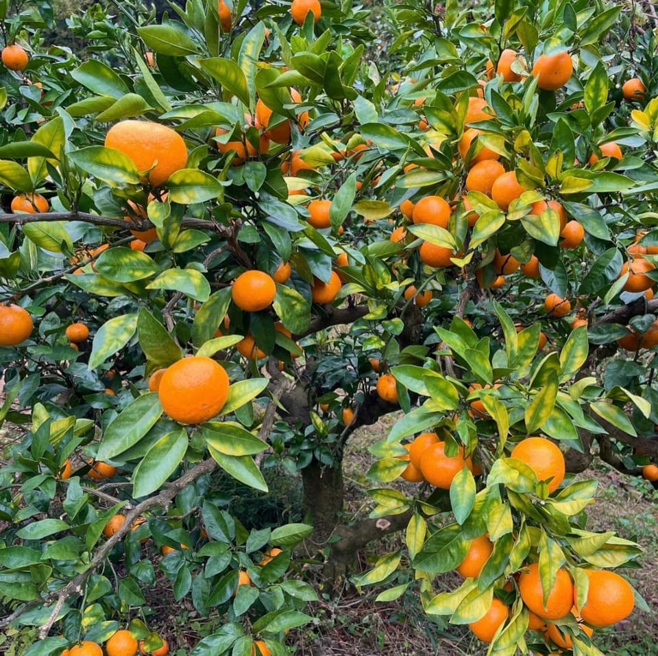 農薬不使用八女茶で育てた濃厚なやまんたみかん5kg