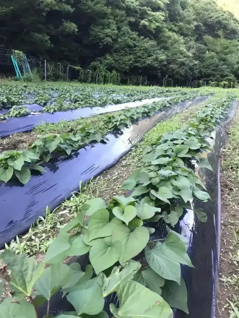【メール便OKご家庭用】京丹波の自然栽培べにはるかの干し芋＜芋の香＞無肥料・無農薬栽培の柔らかねっとり干し芋