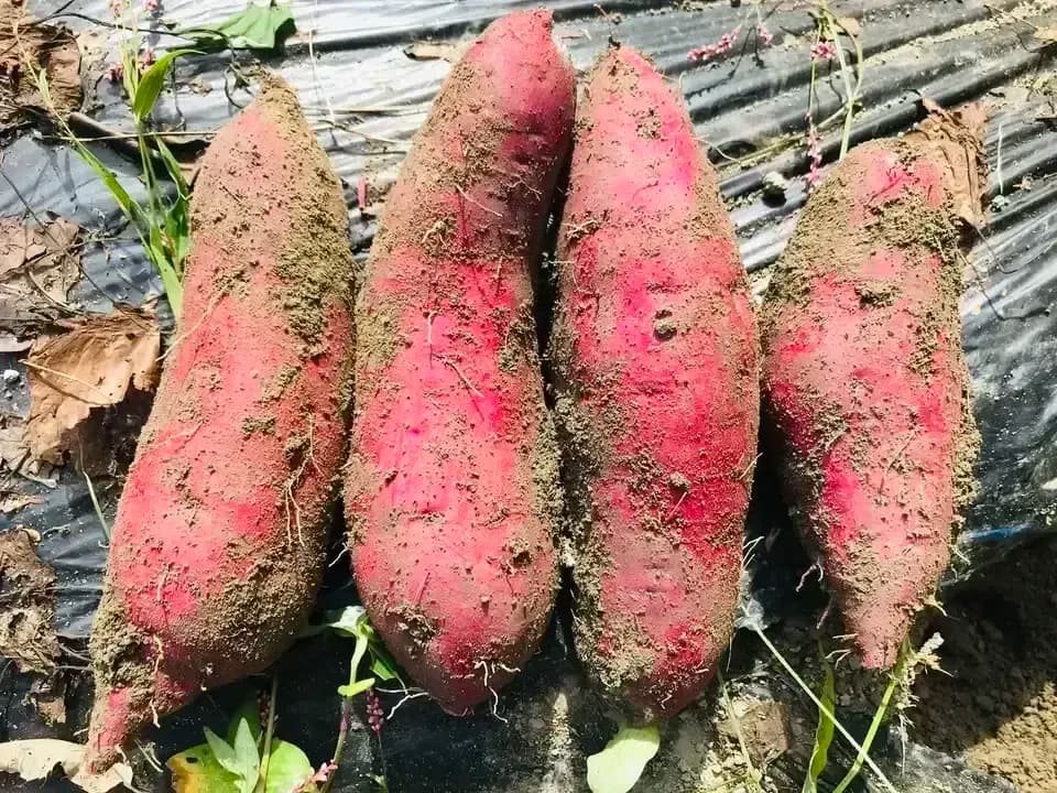 【メール便OKご家庭用】京丹波の自然栽培べにはるかの干し芋＜芋の香＞無肥料・無農薬栽培の柔らかねっとり干し芋