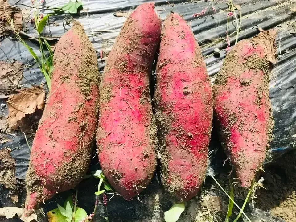 【ギフト】京丹波の自然栽培べにはるかの干し芋＜芋の香＞無肥料・無農薬栽培の柔らかねっとり干し芋