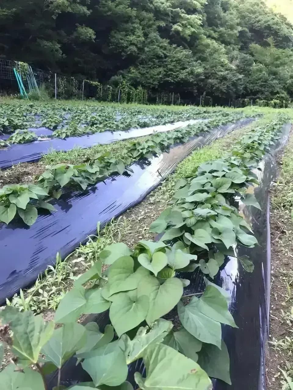 【ギフト】京丹波の自然栽培べにはるかの干し芋＜芋の香＞無肥料・無農薬栽培の柔らかねっとり干し芋