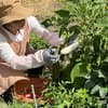 Natural＆Organic発酵おやつとぱんの森野茶房plusのアイコン