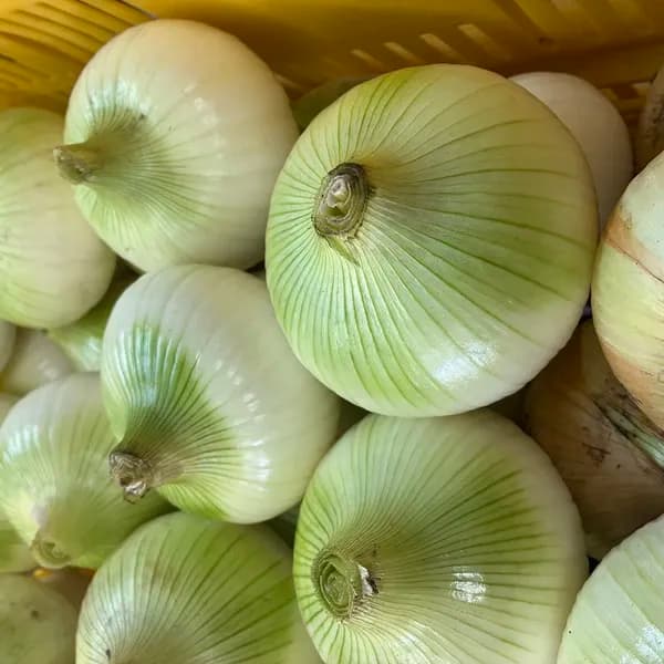 玉ねぎ 五島列島産】期間限定皮剥き玉ねぎ・化学肥料・農薬不使用 やしろ農園