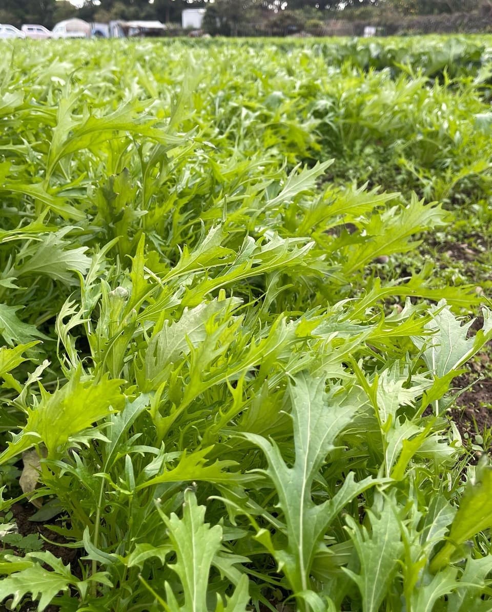 【五島列島産・島育ち】期間限定・化学肥料・農薬を使わずに育てた旬の葉物と根菜