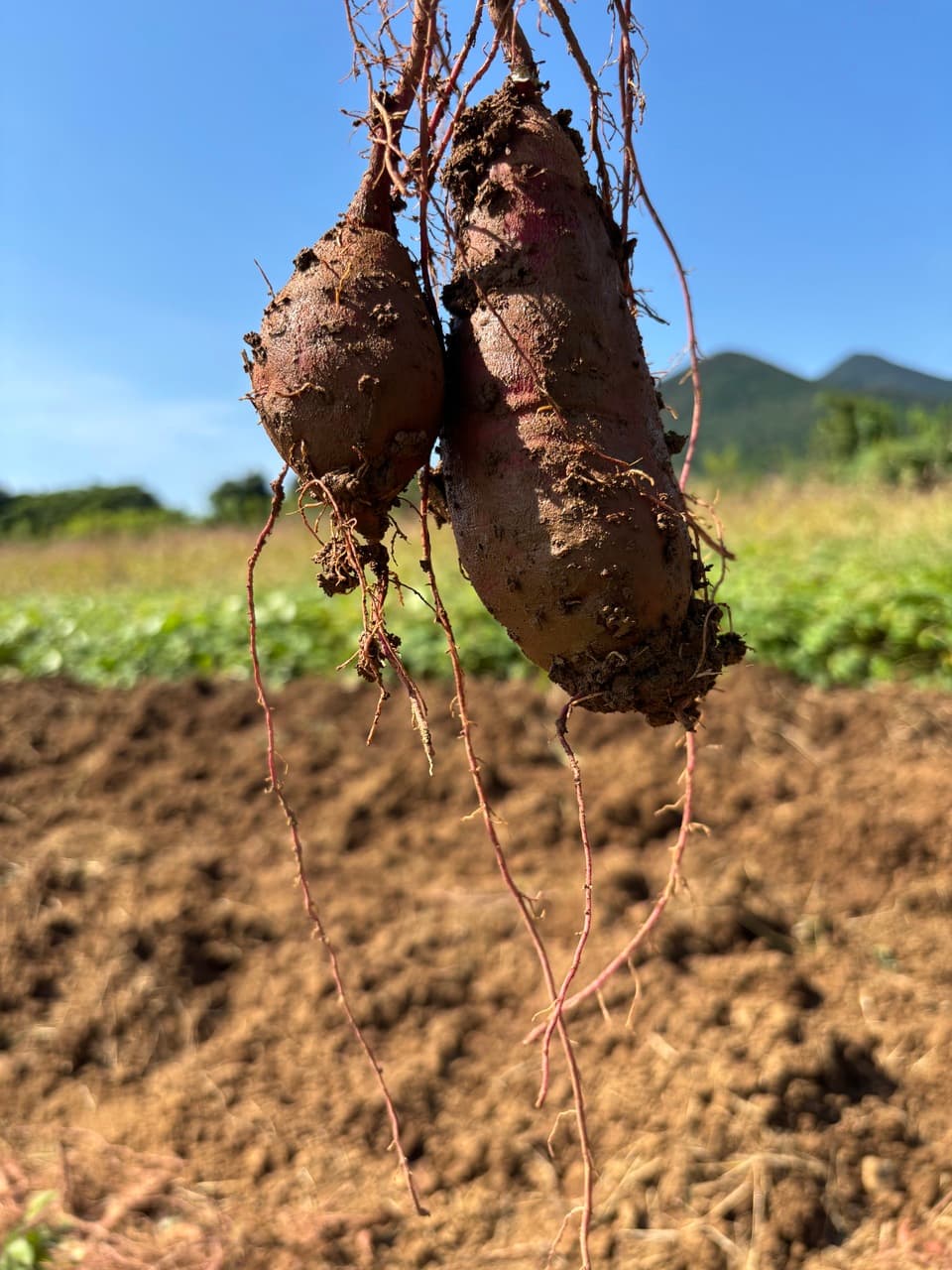 【五島列島産・島育ち】期間限定・化学肥料・農薬を使わずに育てた旬の葉物と根菜