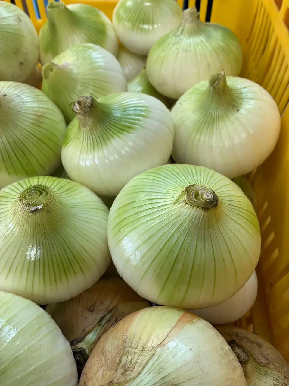 【五島列島産】期間限定皮剥き玉ねぎ・化学肥料・農薬不使用