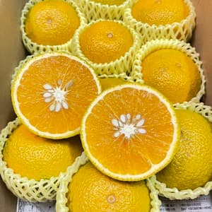 【キャップなしご自宅用】農薬不使用・五島育ちスイートスプリング