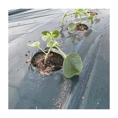 椿メロンの植え付けが始まりました
