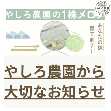 椿メロン完売のお知らせ