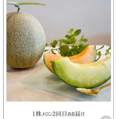 椿メロンのおはなし