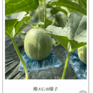 島の自然とともに——椿メロン、すくすく成長中です🍈