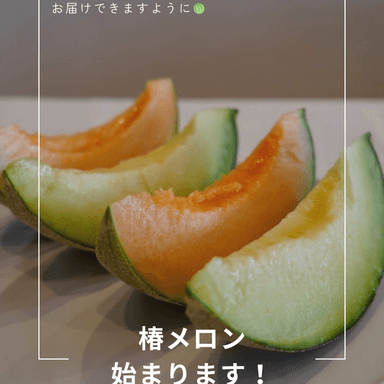 2026年椿メロンが始まります！
