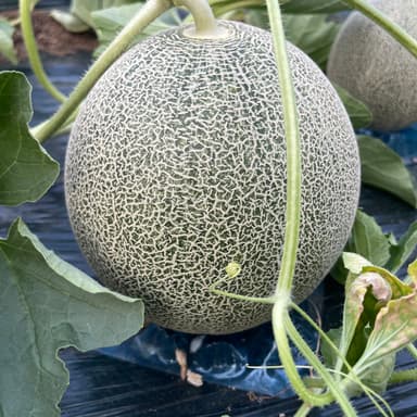 【数量限定】椿メロンのご予約承り中です
