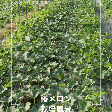 ご好評につき、在庫再入荷！！