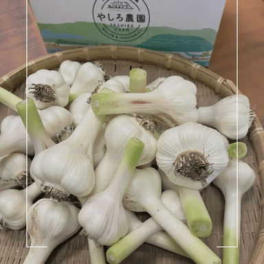 みずみずしい「生にんにく」の季節です