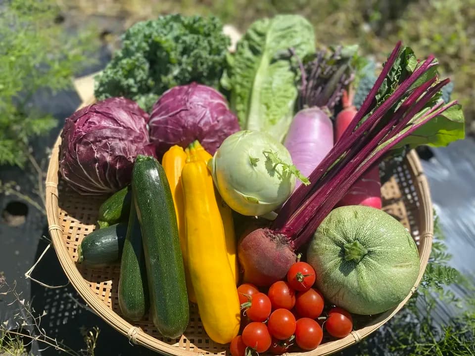 【八ヶ岳の麓で育てた季節の彩り野菜セット】農薬・化学肥料不使用（送料込み）