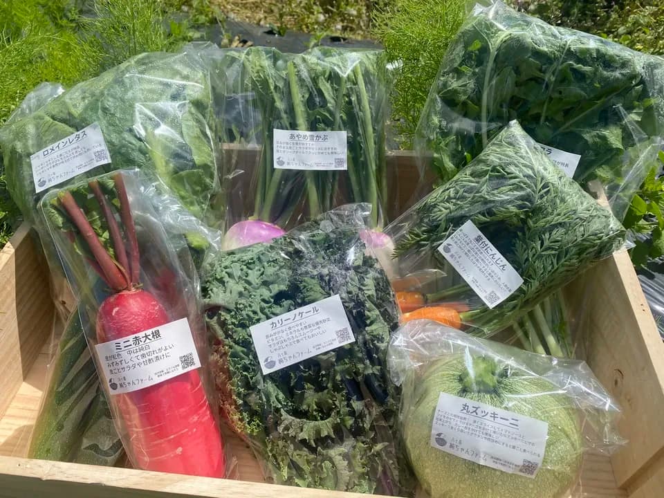 【八ヶ岳の麓で育てた季節の彩り野菜セット】農薬・化学肥料不使用（送料込み）
