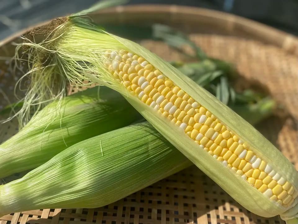 【送料込み】とっても甘い！八ヶ岳の朝採りとうもろこし10本セット【農薬・化学肥料不使用】＞