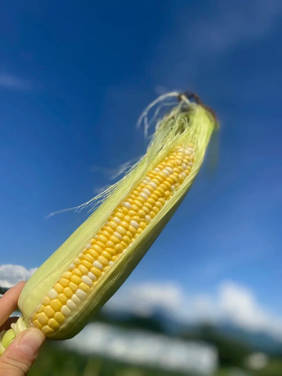 【送料込み】とっても甘い！八ヶ岳の朝採りとうもろこし10本セット【農薬・化学肥料不使用】＞