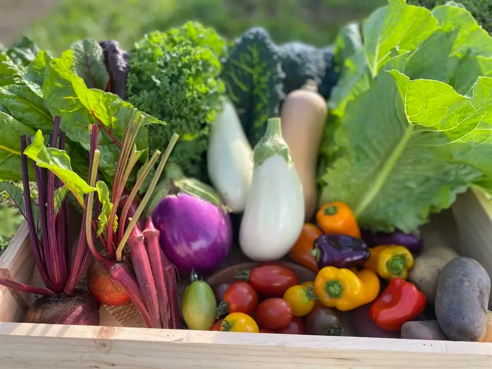 【八ヶ岳の麓で育てた季節の彩り野菜セット】農薬・化学肥料不使用（送料込み）