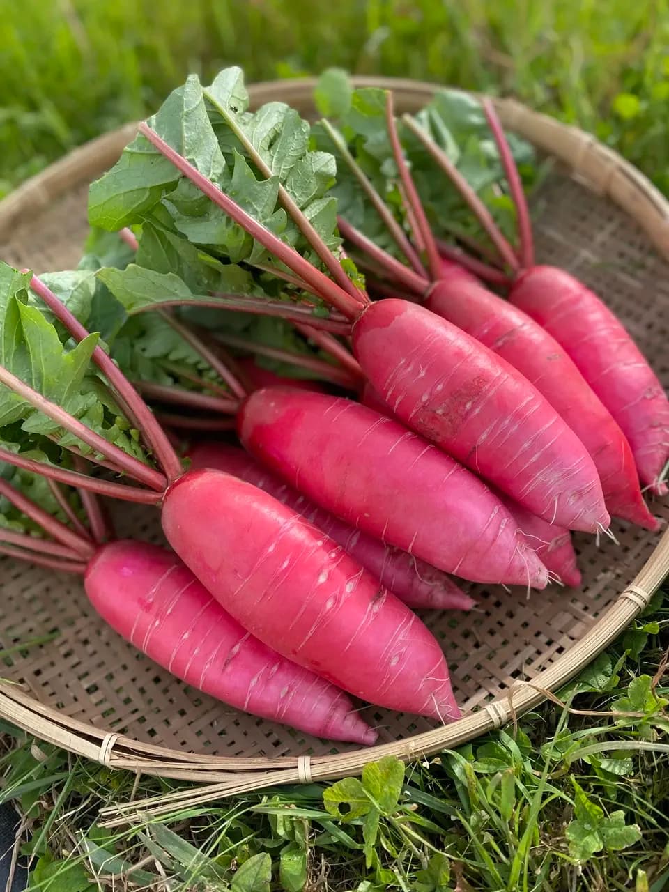 八ヶ岳の麓で育てた季節の彩り野菜セット】農薬・化学肥料不使用（送料