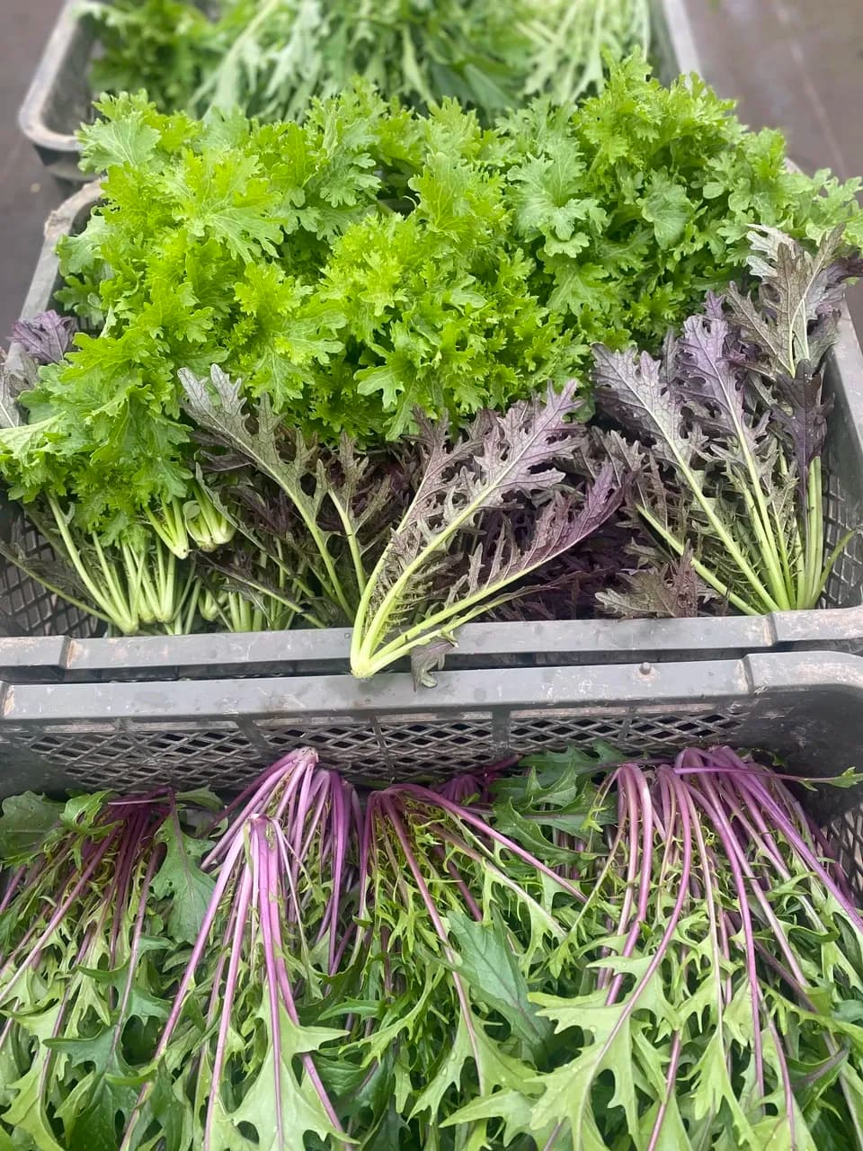 【八ヶ岳の麓で育てた季節の彩り野菜セット】農薬・化学肥料不使用（送料込み）