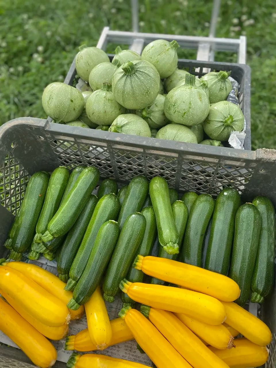 【八ヶ岳の麓で育てた季節の彩り野菜セット】農薬・化学肥料不使用（送料込み）