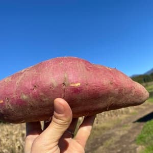 とっても甘ーい　八ヶ岳の自然が育んだサツマイモ食べ比べセット　３㎏