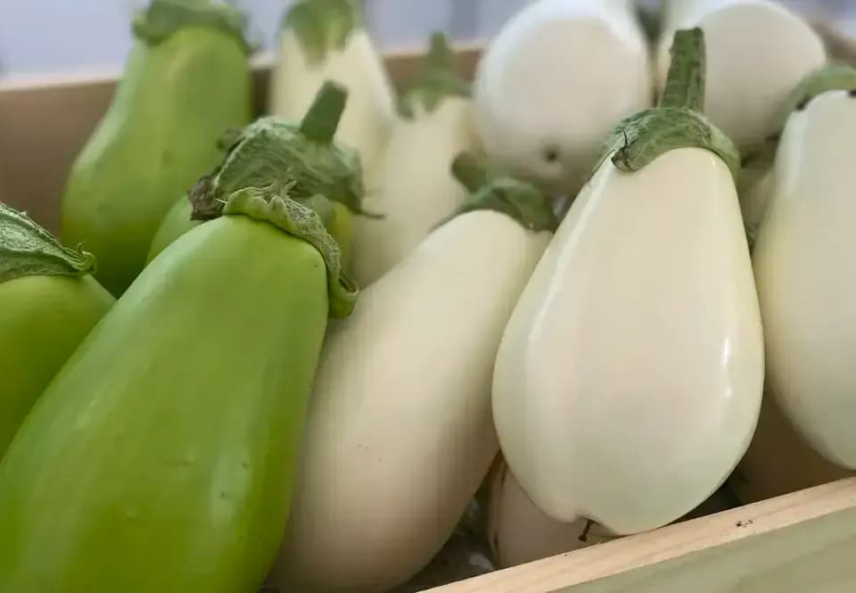 八ヶ岳の麓で育てた季節の彩り野菜セット】農薬・化学肥料不使用（送料