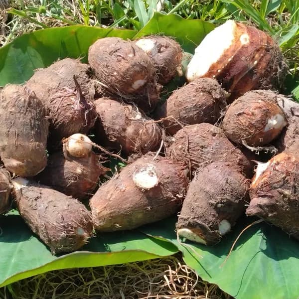 高知産 里芋【農薬・化学肥料 不使用】煮崩れしにくい大野芋 自然農園