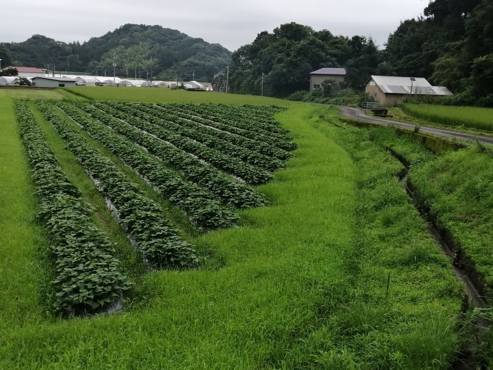 新ものは「まるで栗」　農薬不使用べにはるか　