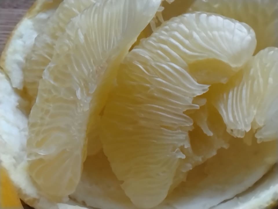 高知特産　土佐文旦【農薬・化学肥料 不使用】