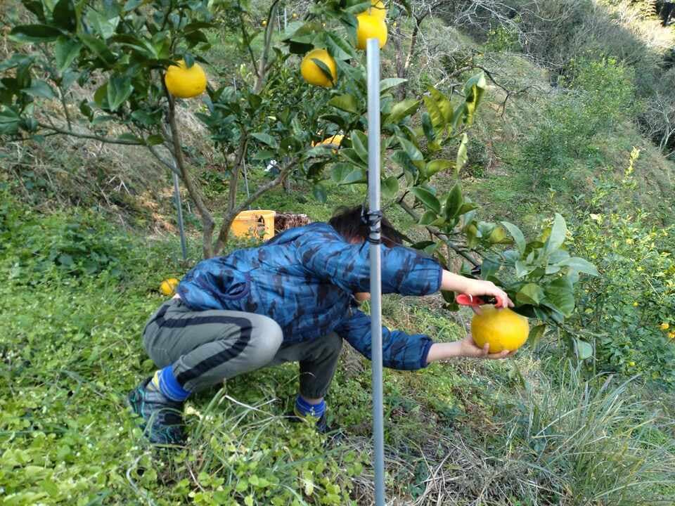 高知特産　土佐文旦【農薬・化学肥料 不使用】