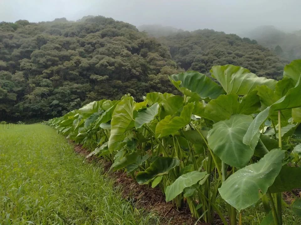 高知産 里芋【農薬・化学肥料 不使用】煮崩れしにくい大野芋 自然農園