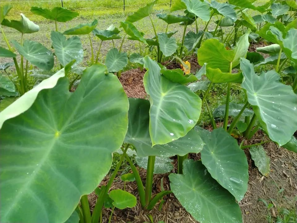高知産 里芋【農薬・化学肥料 不使用】煮崩れしにくい大野芋　