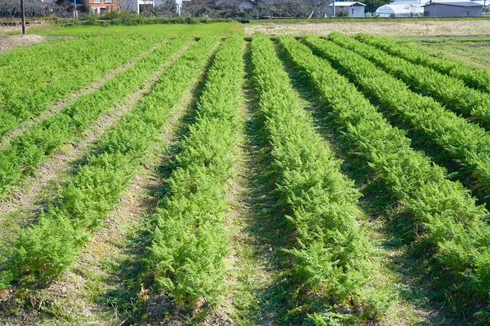 お正月お野菜セット【農薬・化学肥料 不使用】