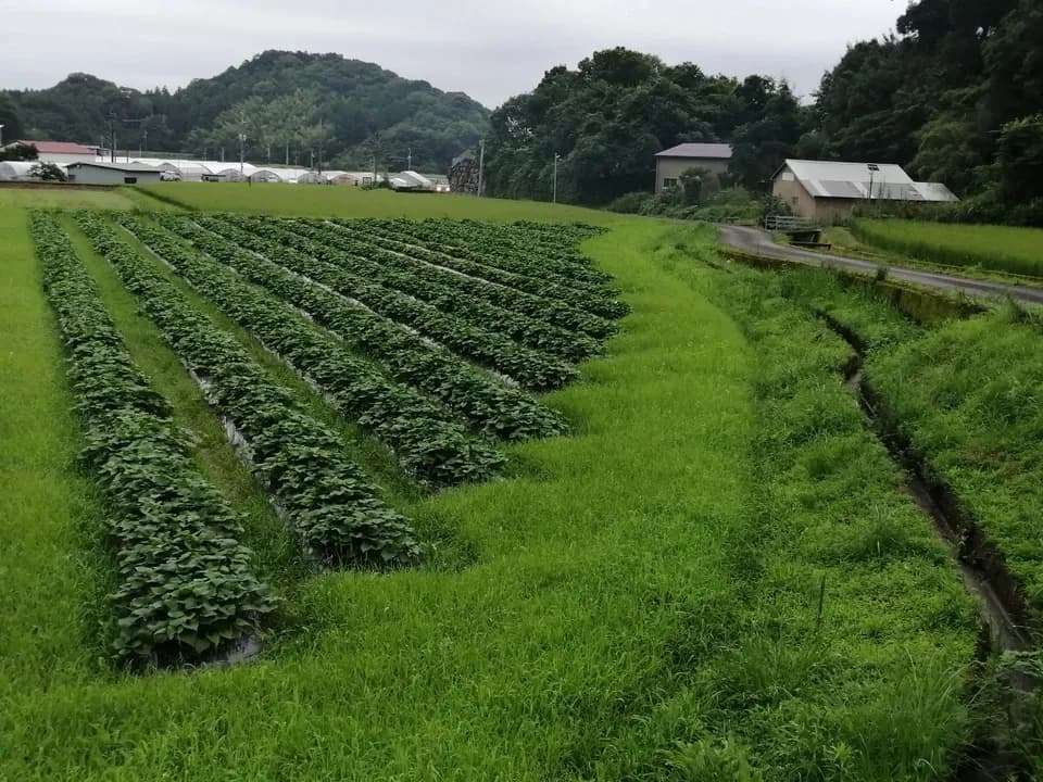 お正月お野菜セット【農薬・化学肥料 不使用】