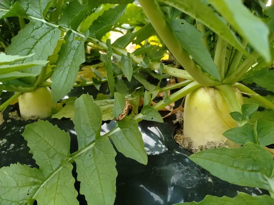 お正月お野菜セット【農薬・化学肥料 不使用】