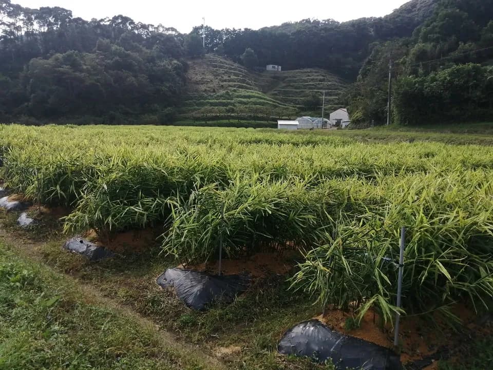 生姜と土佐文旦セット【農薬・化学肥料 不使用】