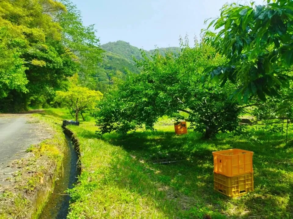 爽やかな酸味と香り　自然栽培 青梅１kg