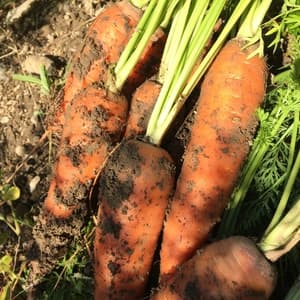 「人参嫌いな子にこそ食べて欲しい」人参【農薬・化学肥料不使用】