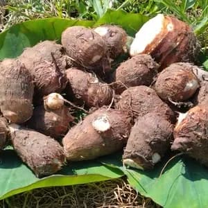 高知産 里芋【農薬・化学肥料 不使用】煮崩れしにくい大野芋　